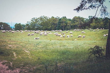 foto, domba, bidang, domba, hewan, hijau, rumput