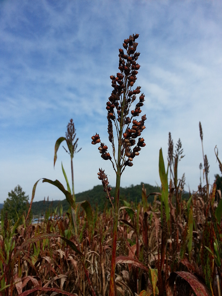 millet, the nutritional value of millet, nature, autumn
