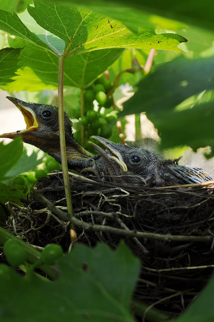 Vogel, Cub, Nest, Tierwelt, Hals