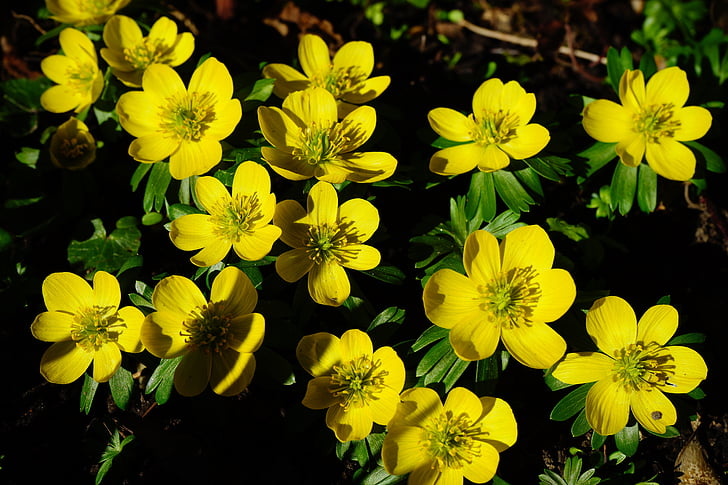 winterling, cvijet, cvijet, cvatu, žuta, Eranthis hyemalis, Eranthis hiemalis