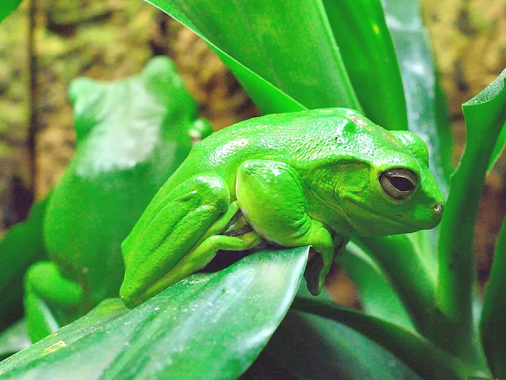 frog, green, amphibian, bright, animal, nature, wildlife