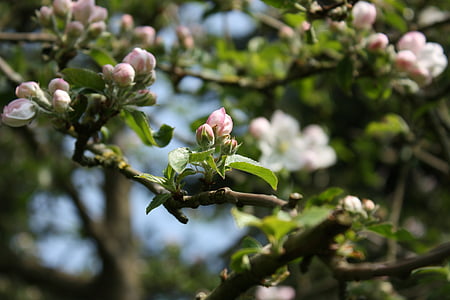 Apple blossom, pohon apel, musim semi, cabang, mekar, Bud