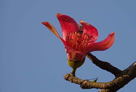 fleur, mnanauk, Bombax ceiba, arbre de coton, soie-coton rouge, arbre de coton rouge, soie-coton