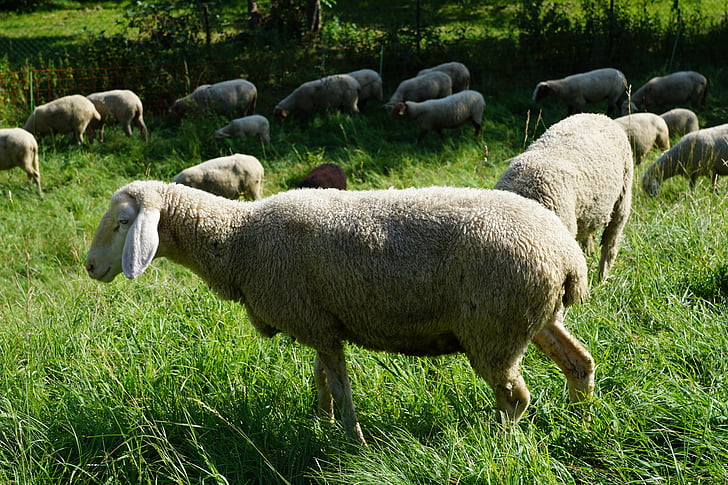 con cừu, đồng cỏ, Meadow, màu xám, màu xanh lá cây, cỏ, động vật