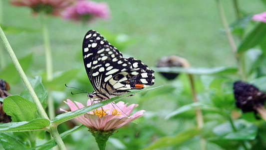 motýl, květ, zahrada