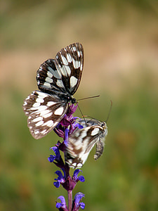 poletje, metulji, Salvia