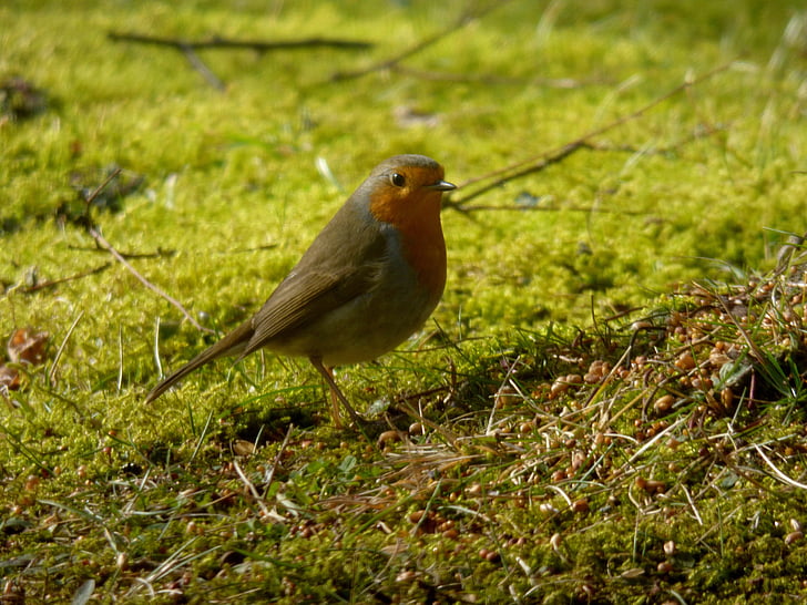 Robin, ocell, natura, herba