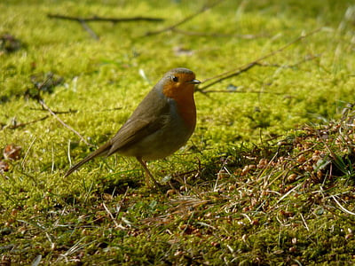 Robin, pták, Příroda, tráva