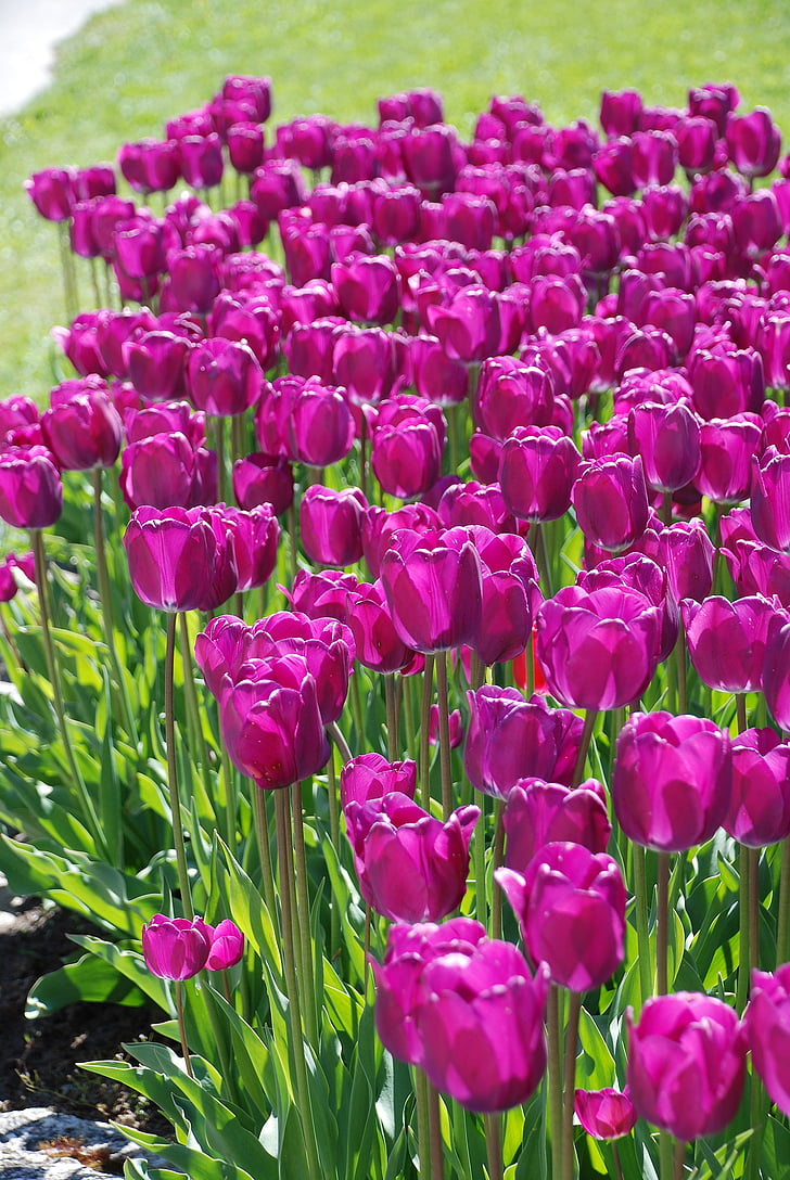 flowers, tulips, purple, our, daylight, purple petals
