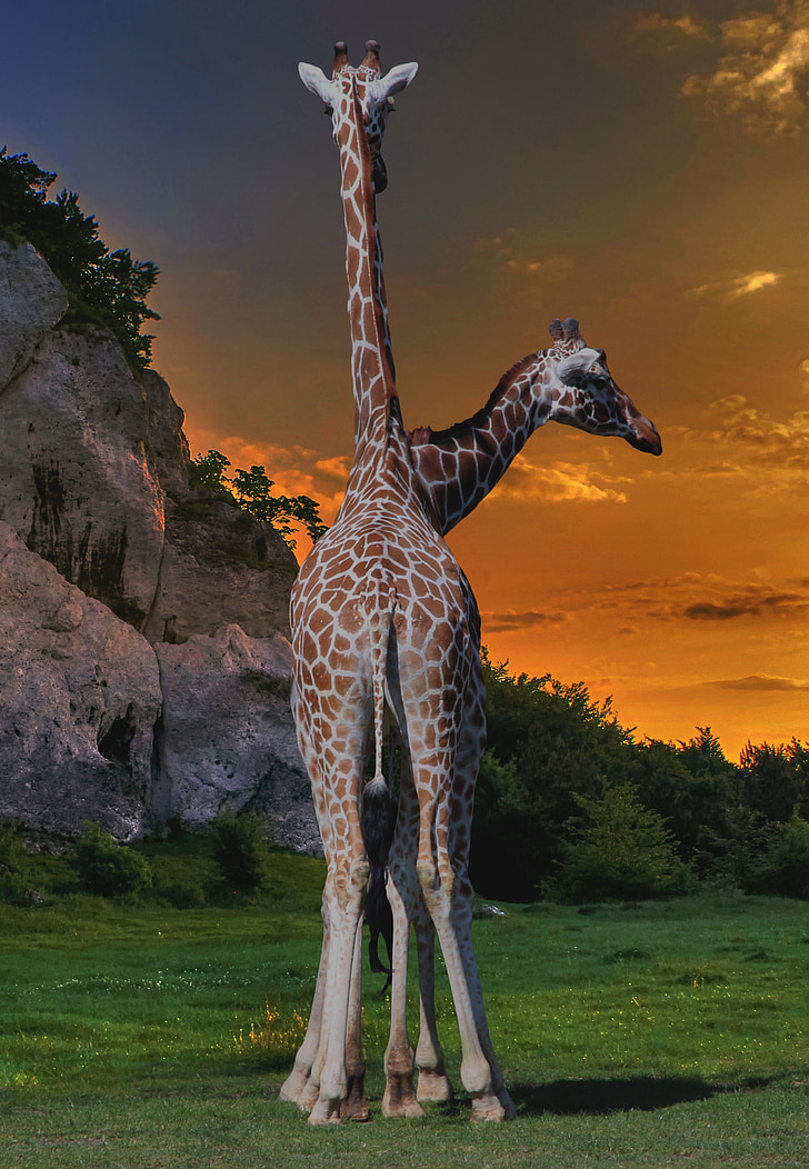 Safari, giraffer, hoveder, Zoo, Afrika, Outlook
