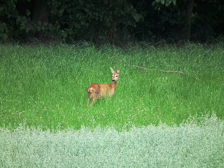 Roe deer, Meadow, rừng, hoang dã, scheu, màu xanh lá cây, Red deer