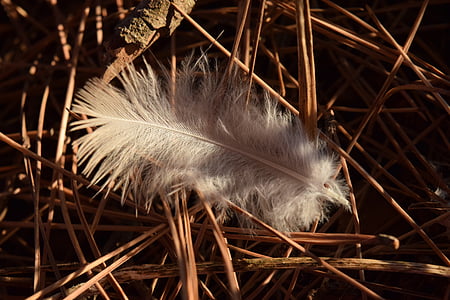 spring, bird feather, fluff, lonely, white, feather, bird