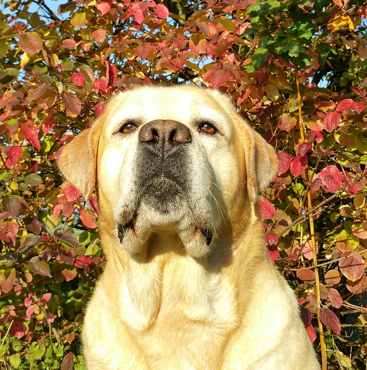 Labrador, otoño, Labrador en serio, perro, hojas, mascota, naturaleza