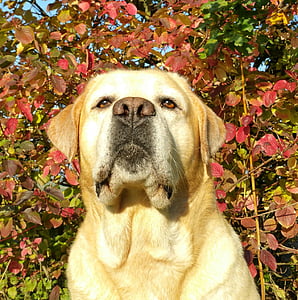 Labrador, jesen, Labrador ozbiljno, pas, lišće, ljubimac, priroda