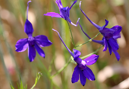 larkspur herbáceos, flor de campo, flor, floración, violeta