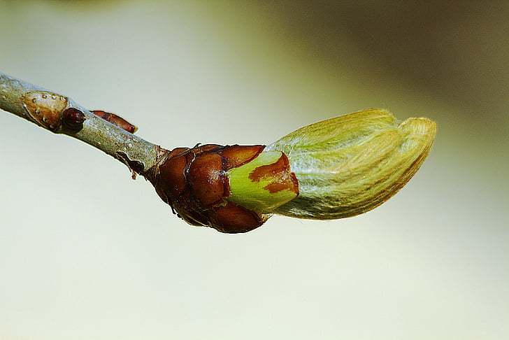 bud, spring, close, tree, nature, shoots, branch