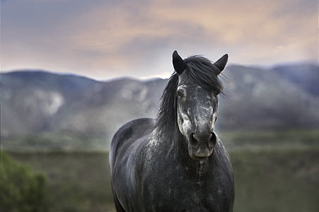 選択的, フォーカス, 写真, ブラック, 馬, 草, 動物