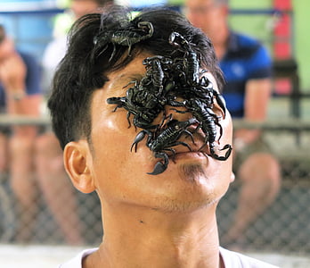 Scorpio, visage, scorpions noires, dangereuses, tour, homme, animation touristique