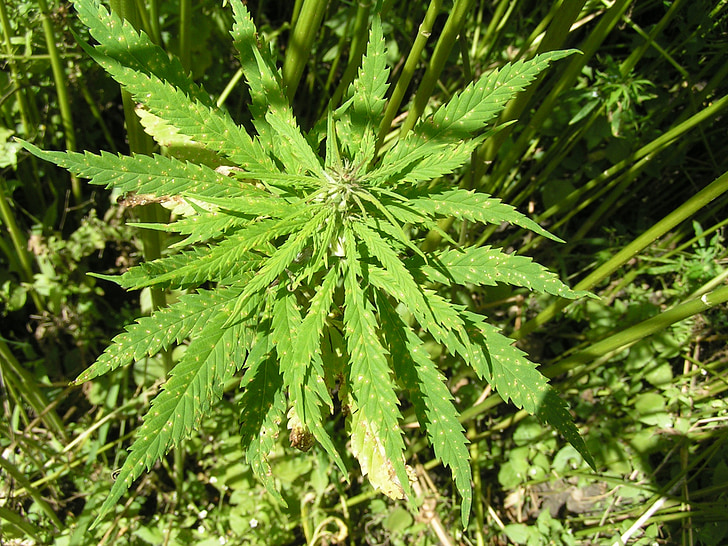 natureza, flores, verde, folha, planta, maconha - cannabis herbácea, cor verde