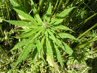 nature, fleurs, vert, feuille, plante, marijuana - herbe de cannabis, couleur verte