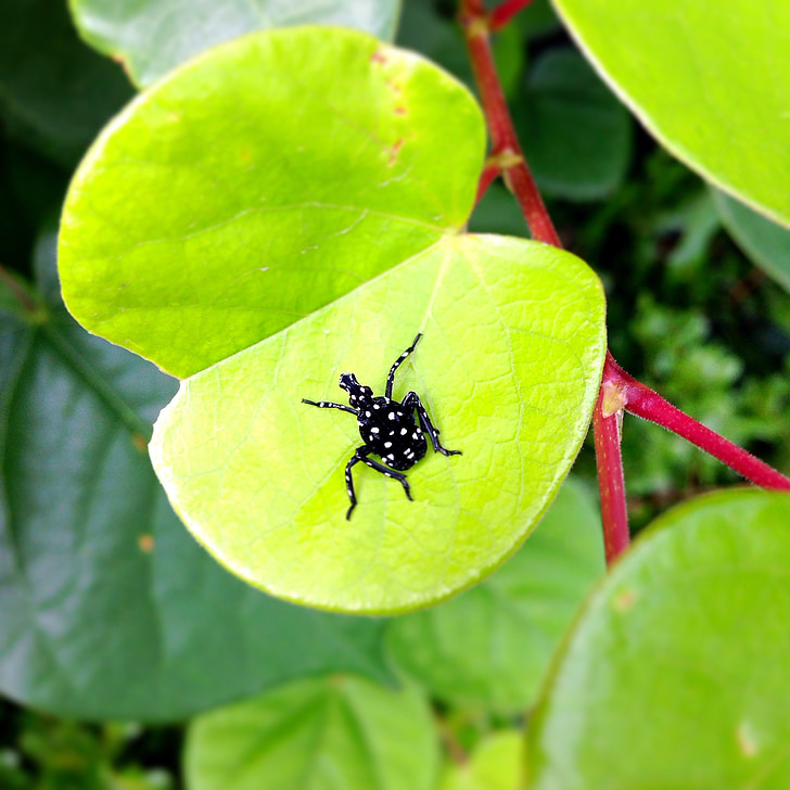 pequeños insectos, hoja verde, planta, bichos negros