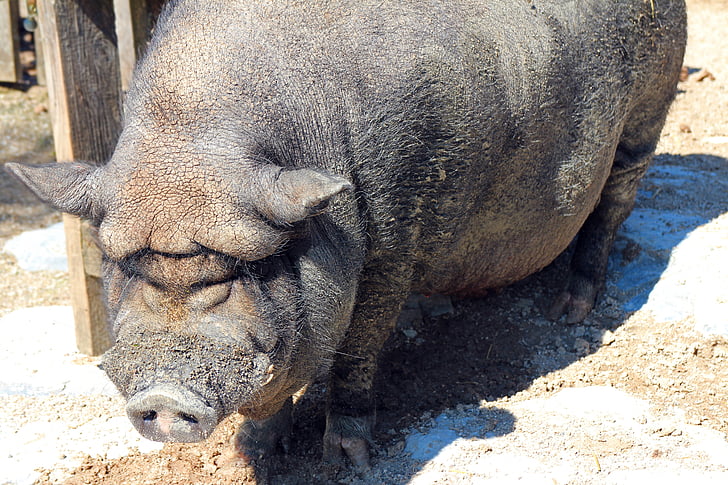Pot bellied gris, gris, sår, tykke, dyr, gården, Husdyr