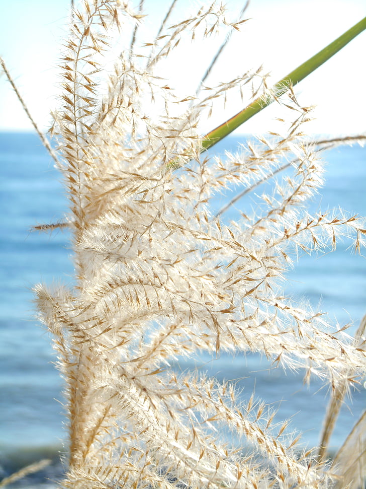 japanese silver grass, autumn, natural, sea, plant, grass, weed