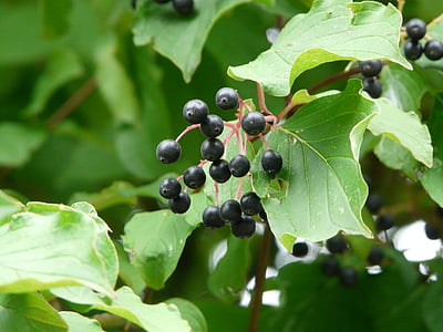 dogwood vermelho, dogwood, bagas, preto, frutas, Cornus, arbusto de chifre