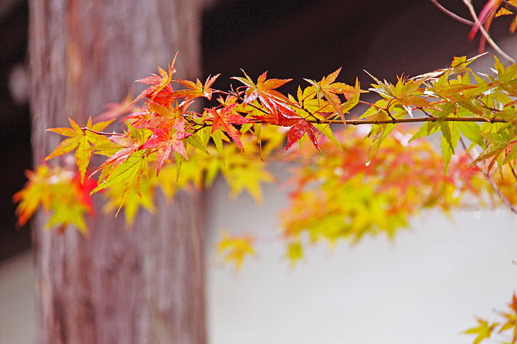 tardor, fullatge de tardor, auró japonès, bonica, vermell, fulles d'auró, tardor
