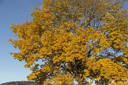 jesień, późną jesienią, pozostawia, Kolor, spadek koloru, Natura, Spadek liści