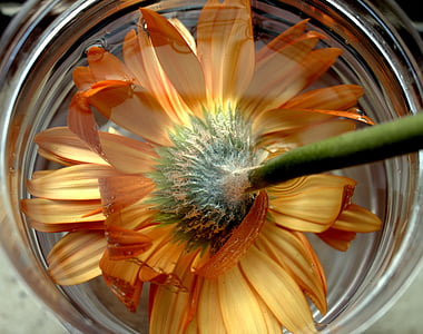 Gerbera, fleur d’oranger, fleurs isolées, flore, coloré, Blossom, pétale