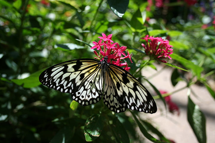 motýľ, Príroda, kvet, kvet, krídla, hmyzu, Záhrada