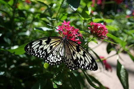 motýl, Příroda, Bloom, květ, křídla, hmyz, zahrada
