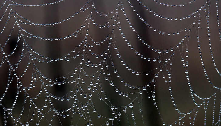 spider web, drops, dew, place, nature