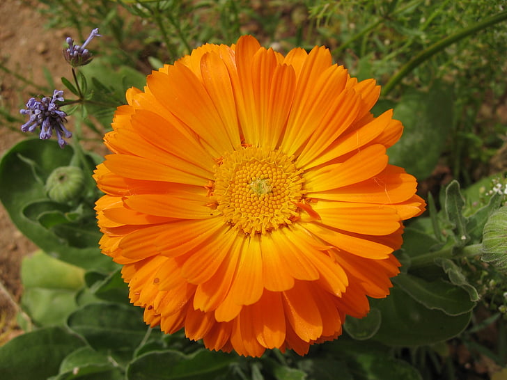 kvet, Malta, oranžový kvet, Orange