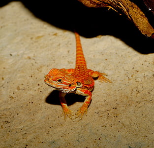 lizard, bearded dragon, orange, reptile, animal, scale, dry