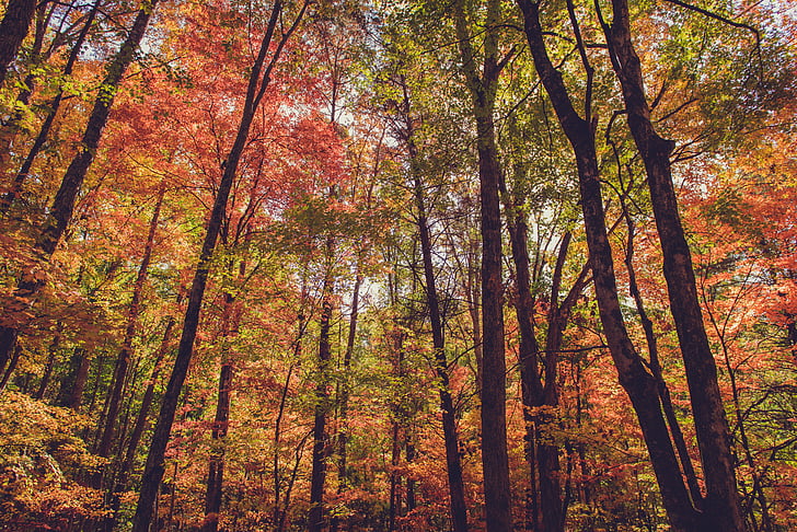 medžiai, augalų, Gamta, rudenį, rudenį, miško