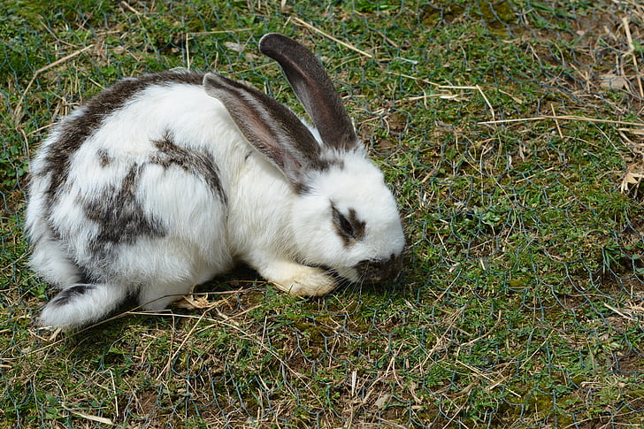Zajac, králik, milý, dlho himalájsky, králik - zvierat, zviera, Domáce zvieratá
