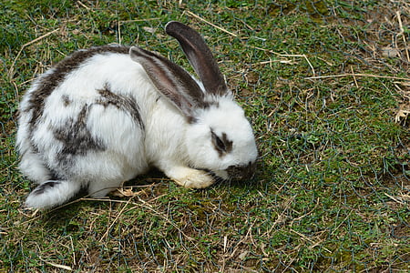 Zajíc, králík, Fajn, dlouho ušatý, králík - zvíře, zvíře, Domácí zvířata