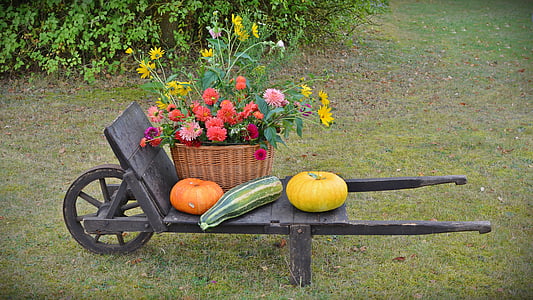Thanksgiving, dekoration, høstfest, græskar, haven, efterår, centnergraeskar
