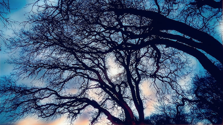 alberi, cielo, tramonto, natura, all'aperto, albero, ramo