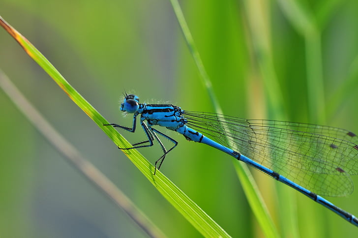Dragonfly, sinje družico, insektov, narave, ribnik, krilo, modra
