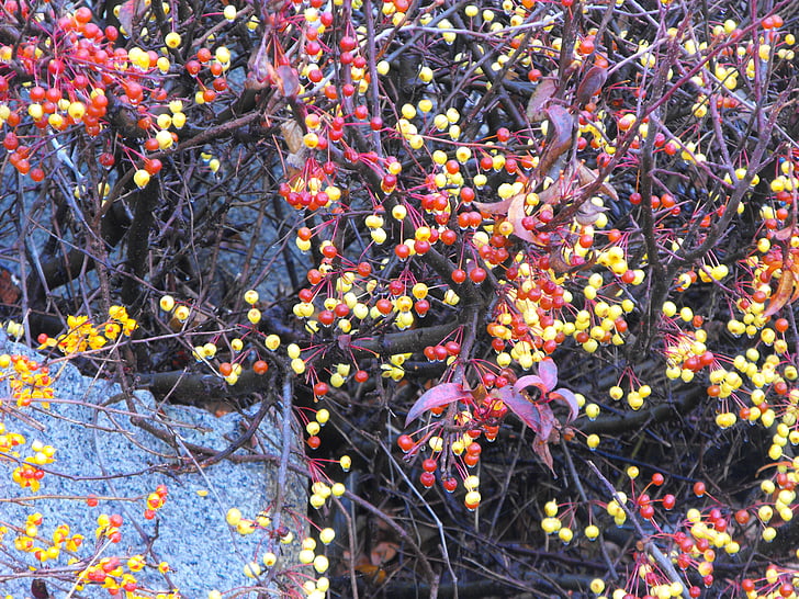 na podzim, Bittersweet, sázka, bobule, větev, oranžová, sezónní
