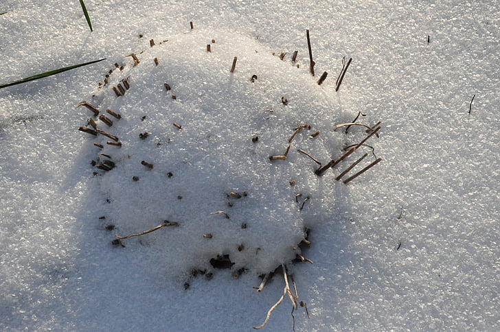 snow, winter, plant, white, nature, dead, frost