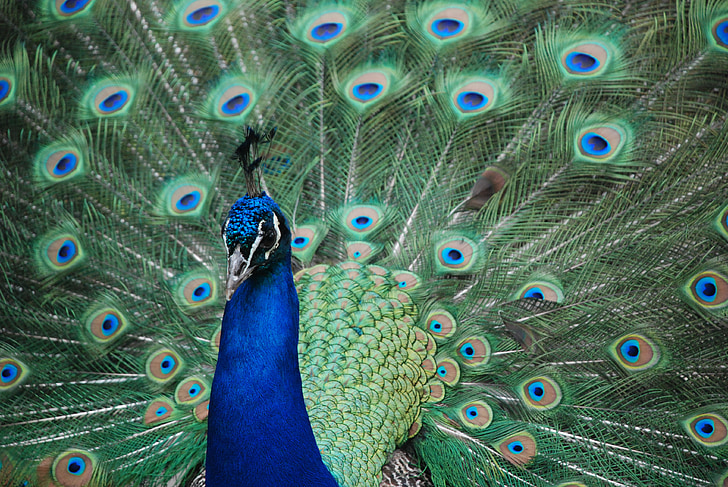 peacock, animal, nature