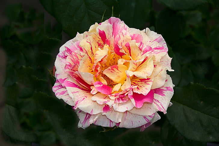 Rose, multi couleur, Blossom, Bloom, fermer, nature, beauté