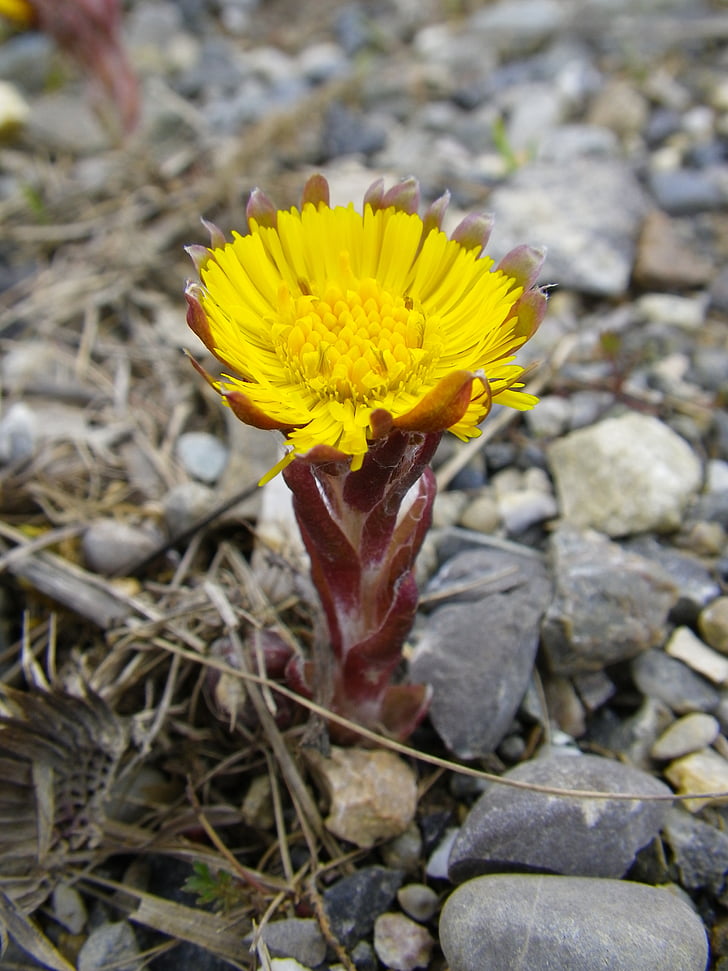 pointed flower, spring, yellow, spring flower