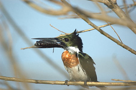 Kingfisher, Llanos, kuş, hayvan