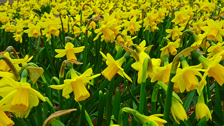 Жёлтый нарцисс, Нарцисс, поле, Плантация, Выращивание, Нарцисс поле, цветок