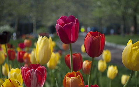 Flora, õie, lill, lilled, tulbid, Tulip, kevadel